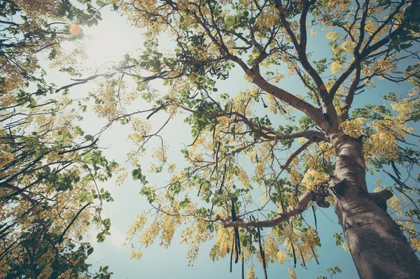 Kwitnie Esala. Piękne złote Kwiaty żółte drzewa były w rozkwicie. Przeczyszczanie Cassia (przetoki Cassis Linn) kwiat narodowy Tajlandia — Zdjęcie stockowe