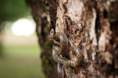 Yaprak üzerinde yılan