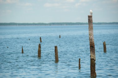 Bambu üzerinde duran martılar