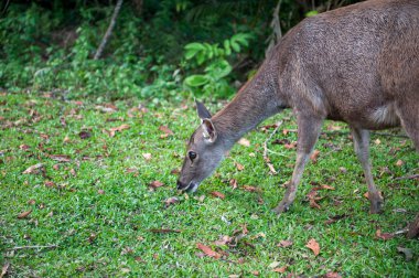 Sambar geyiği Khao Yai Milli Parkı, Tayland at