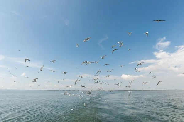 Gaivotas no mar — Fotografia de Stock