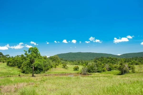  savana peyzaj Khaoyai Milli Parkı, Tayland at