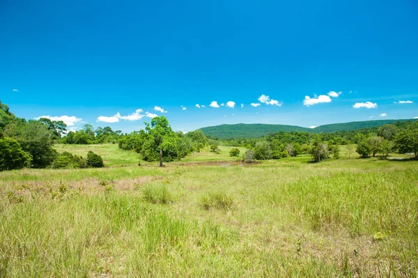  savana peyzaj Khaoyai Milli Parkı, Tayland at
