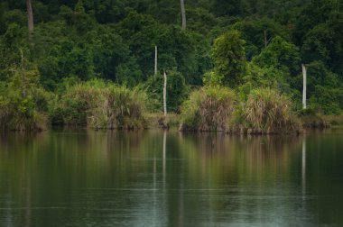 Yaprak döken orman Nehri