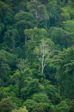 Rock Island tropikal okyanus manzara Lipe Island, Tayland