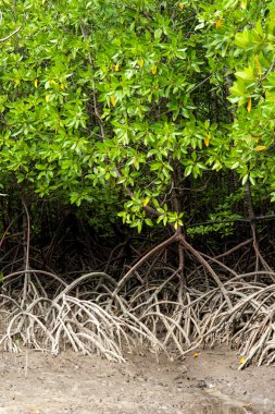 Kökleri ve dalları, mangrov orman Tayland