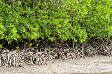 Kökleri ve dalları, mangrov orman Tayland