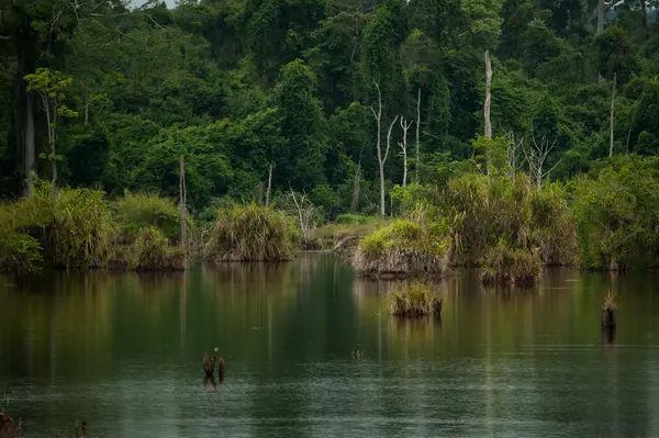 Río en bosque caducifolio — Foto de Stock