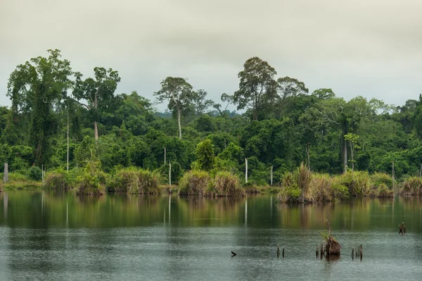 Río en bosque caducifolio — Foto de Stock