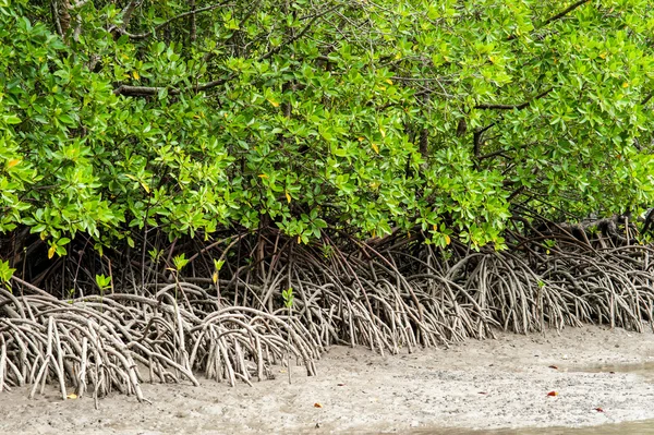 Kökleri ve dalları, mangrov orman Tayland