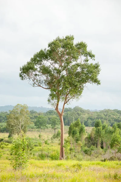 Uma árvore em um campo em lanscape — Fotografia de Stock