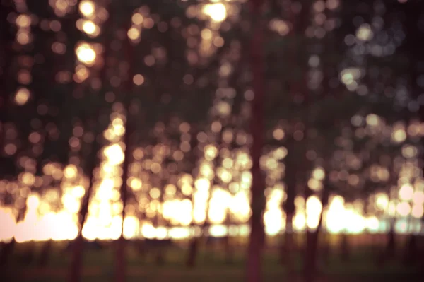 Abstrakcyjne zdjęcie rozbłysku światła wśród drzew — Zdjęcie stockowe