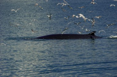 Bryde'nın balina Tayland Körfezi