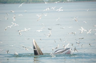 Bryde'nın balina Tayland Körfezi