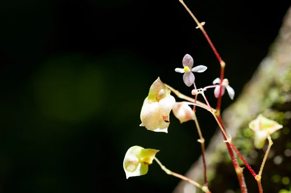 Begonia i regnskogen Thailand — Stockfoto