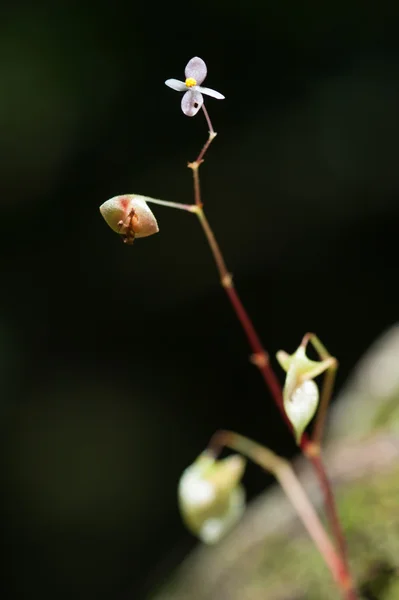 Begonia nella foresta pluviale Thailandia — Foto Stock