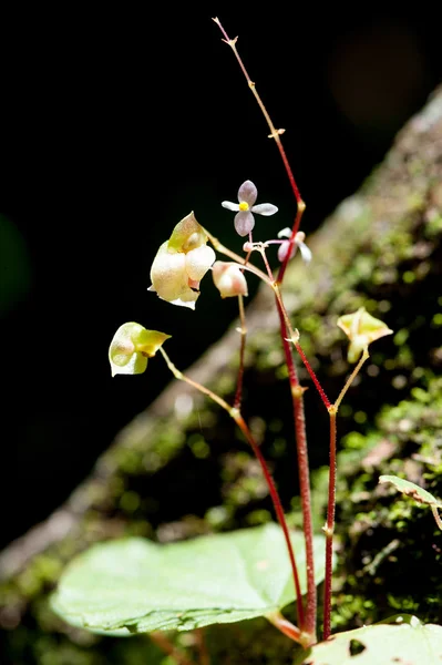 Begonia nella foresta pluviale Thailandia — Foto Stock