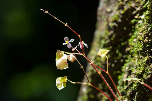 Begonia i regnskogen Thailand — Stockfoto
