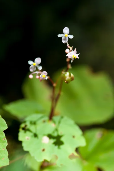 Begonia i regnskogen Thailand — Stockfoto