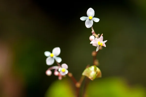 Begonia nella foresta pluviale Thailandia — Foto Stock