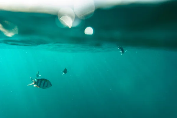 Vue sous-marine à couper le souffle, Thaïlande — Photo
