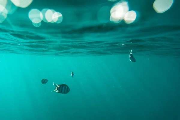 Sualtı nefes kesen manzarası, Tayland