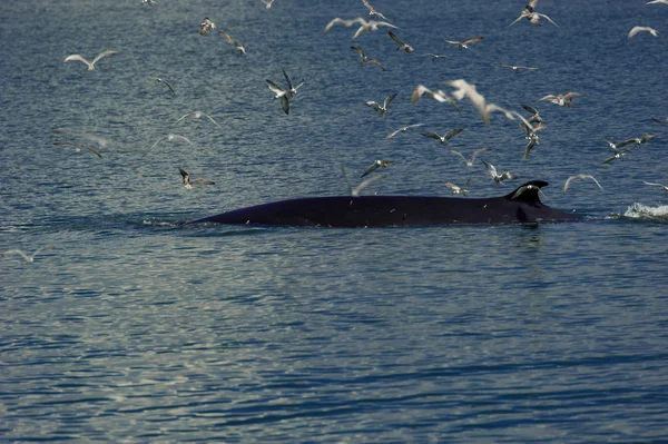 Bryde на китів в затоці Таїланд — стокове фото