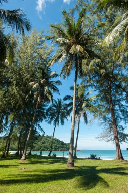 Hindistan cevizi hurma ağaçları perspektif görünüm