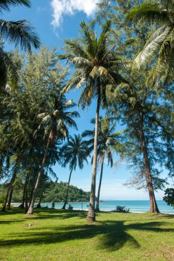 Hindistan cevizi hurma ağaçları perspektif görünüm