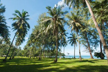 Hindistan cevizi hurma ağaçları perspektif görünüm