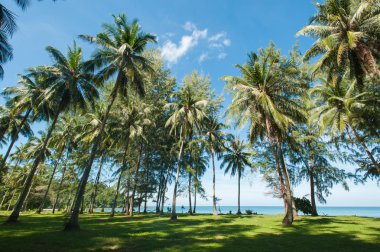 Hindistan cevizi hurma ağaçları perspektif görünüm
