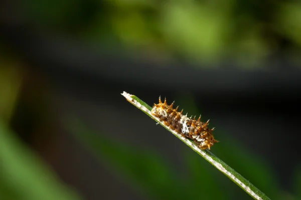 Caterpillar on green leaf — Stock Photo, Image