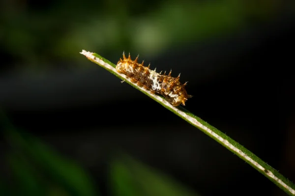 Caterpillar on green leaf — Stock Photo, Image