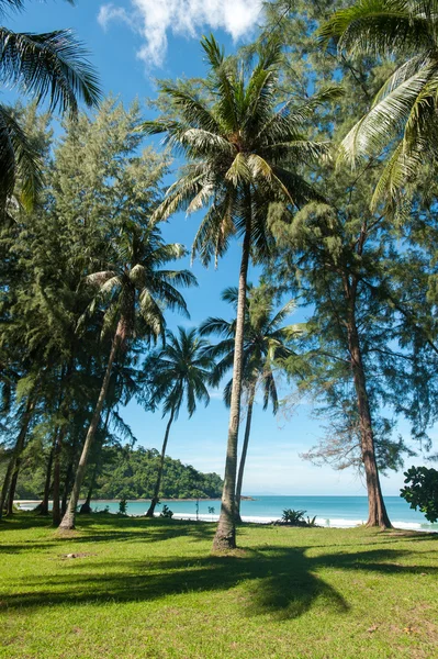 Hindistan cevizi hurma ağaçları perspektif görünüm