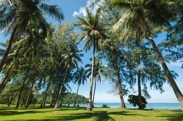 Hindistan cevizi hurma ağaçları perspektif görünüm