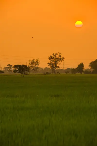 フィールド、夕日、空 — ストック写真