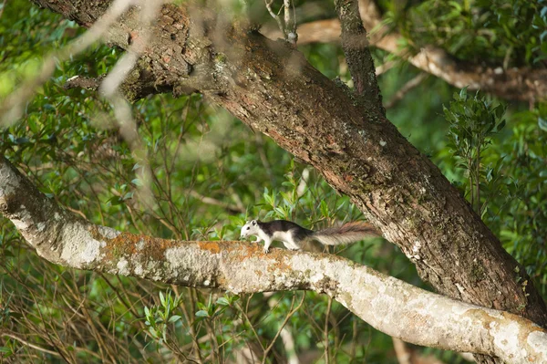 Esquilo de Finlayson em pé em um tronco de árvore à luz do sol lookin — Fotografia de Stock