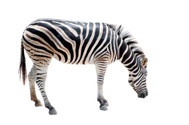 Zebra bir Koh Keaw Hayvanat Bahçesi, Tayland.
