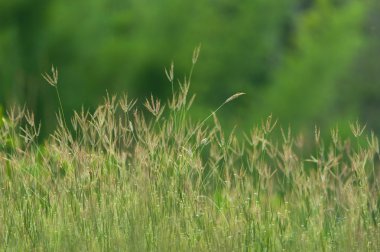 Çiçekli ot yumuşak bulanıklık yapıları