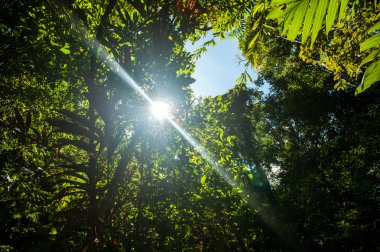 yağmur ormanı ağaçlar