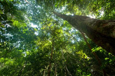 yağmur ormanı ağaçlar