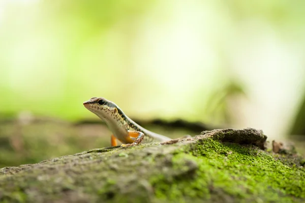 Skinken of scincoid hagedis, Thailand — Stockfoto