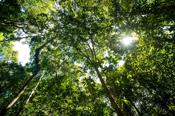 yağmur ormanı ağaçlar