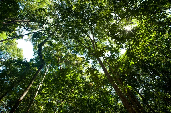 Rain-forest trees — Stock Photo, Image