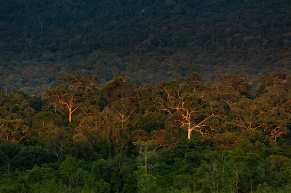 Forêt tropicale avec grand arbre sur la montagne au lever du soleil, Khao Yai National Park Thaïlande . — Photo