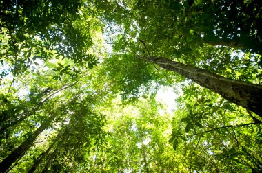 yağmur ormanı ağaçlar