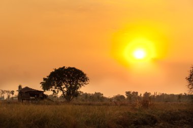 Pirinç alan günbatımı manzarasıyla, Tayland