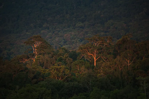 Тропічний ліс з велике дерево на горі при сходом сонця, Као Яй Національний парк Таїланду. — стокове фото