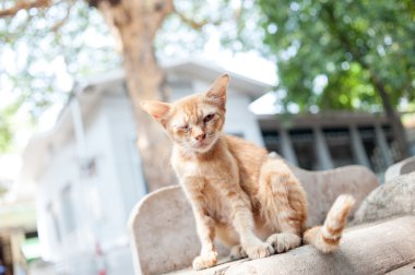 Turuncu kedi, yolunu yitirmek kedi yavrusu turuncu
