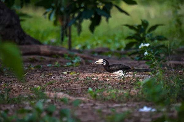 Hornbill pied oriental, Tailândia — Fotografia de Stock